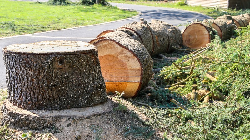 Abattage arbre mort