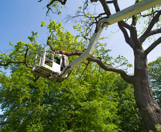 Entreprise d'élagage d'arbres à Sarlat-la-Canéda