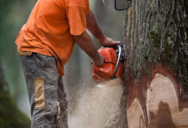 Entreprise d'abattage d'arbres à Sarlat-la-Canéda